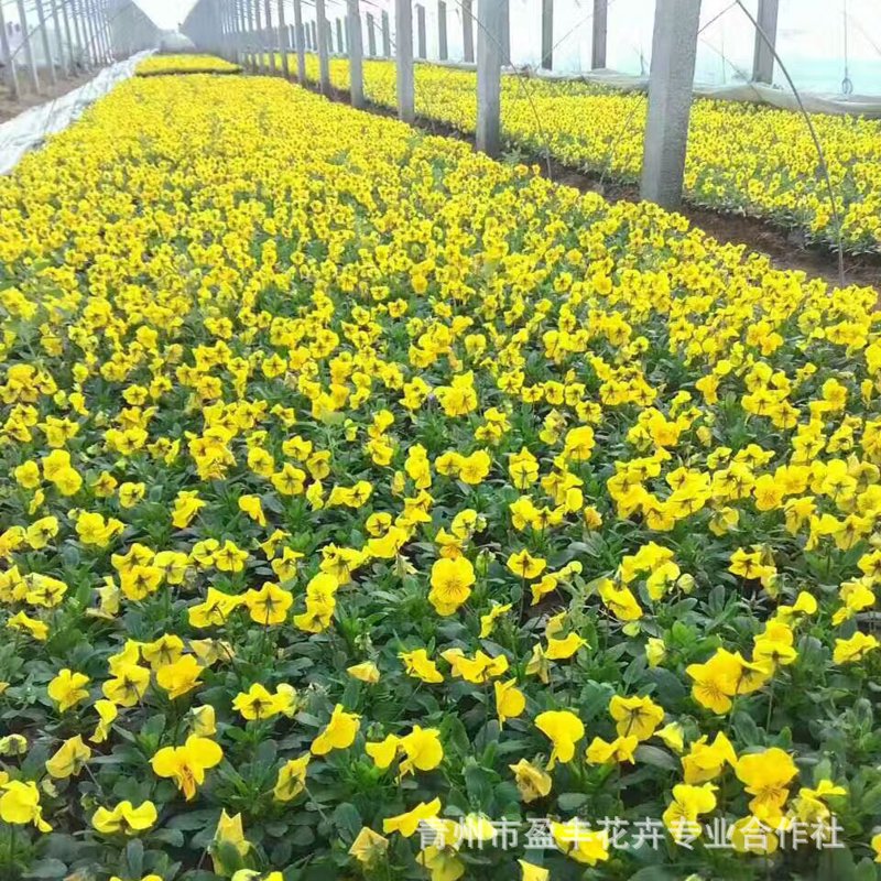 月季花开满园春意盎然