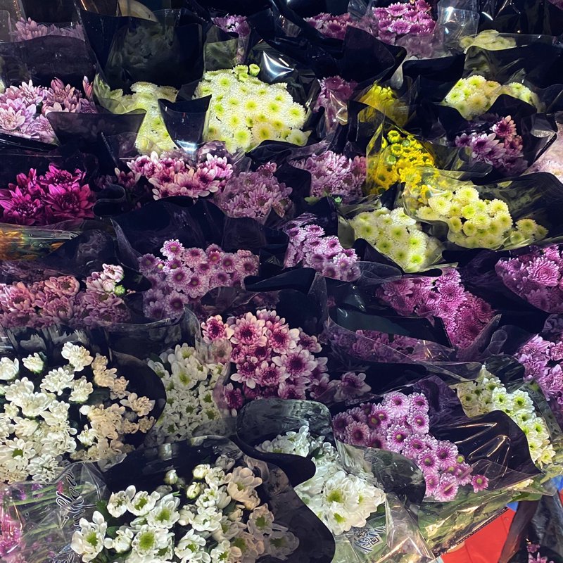 青州花卉:绽放异彩的新名片