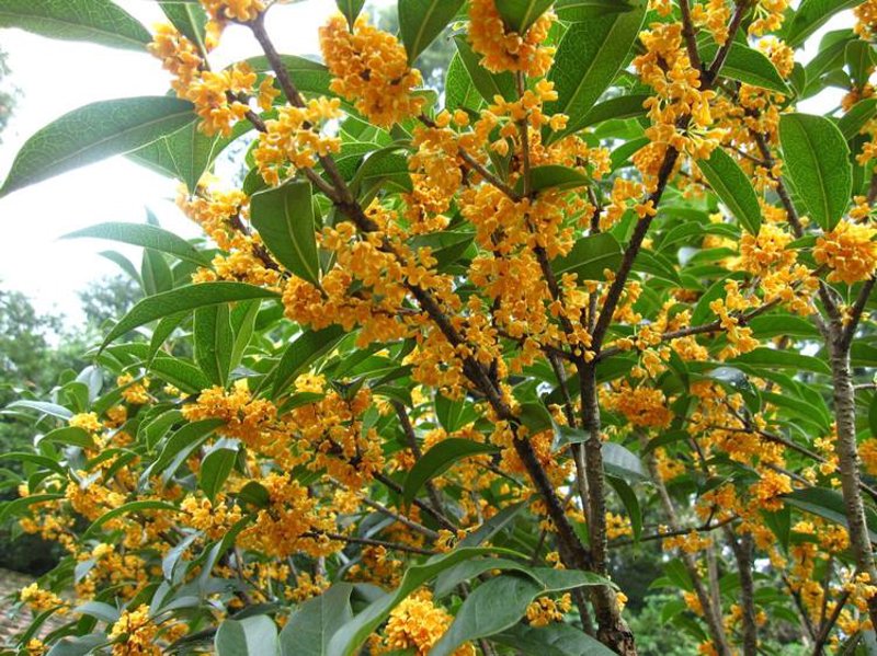 桂花树：自然与艺术的完美结合